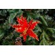 Decoratiune pentru brad in forma de floare, culoare rosu, dimensiune 26x8cm, HB-532